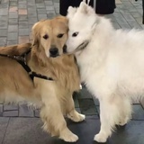 EE小狗
