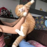羲和央