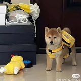 小猪饼子😗