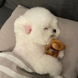 小薯条耶
