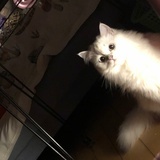 毛毛