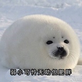 樱田圆🌸