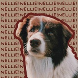 Nellie!Nellie!