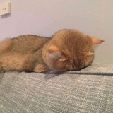 无利不起早上好