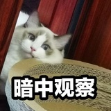 小白白