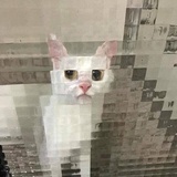 CHAT猫猫