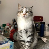 雪丫