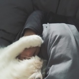 胡汉三又回来了