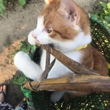 王去非