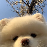 小狗主义