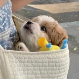 月亮春卷