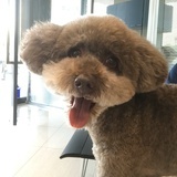 克丽丝酱
