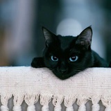 miao