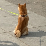 fiboby