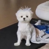 来颗果果子