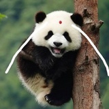 熊猫🐼