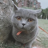 豆包包包