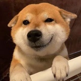 微涼的貓熊
