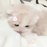豆沙猫