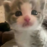 草珊瑚