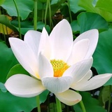 素食独身信愿行