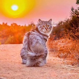 西伯利亚森林猫