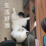 勿cut
