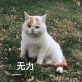 喇叭花