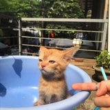 兔兔