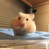 秃头小宝贝