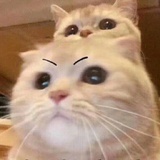 薛定谔了么