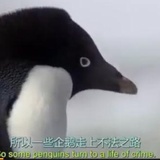 南极驼鹿