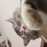 猫大喵🐱