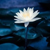 死道友不死贫道