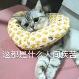 愿喵生幸福