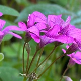 豆友201235086
