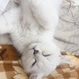 呆桃