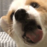 瓜瓜豆