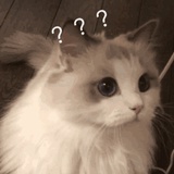 不是momo的momo