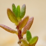 雪茶公子