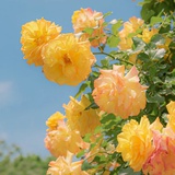 花园墙外