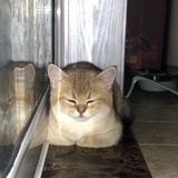 大熊