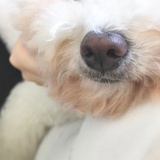 野草