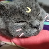 二十