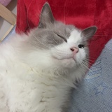家有大奔和狗子