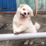 哇唧唧哇李飞