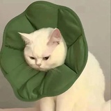 粥里的象