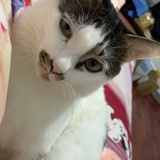猫奴