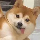 蓝色小海豚