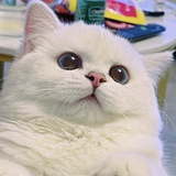 猫猫这么可爱